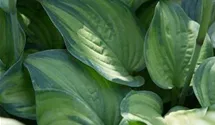 Hosta plantaginea 'Guacamole'