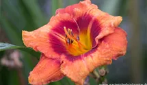 Hemerocallis x cult.'Man of Fire'