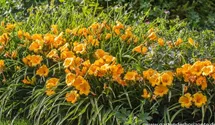 Hemerocallis x cult.'Man of Fire'