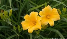 Hemerocallis x cult.'Man of Fire'