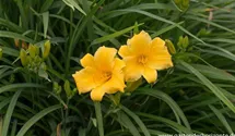 Hemerocallis x cult.'Man of Fire'