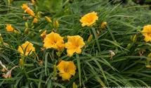 Hemerocallis x cult.'Man of Fire'