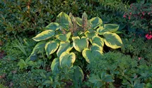 Hosta sieboldiana 'Frances Williams'