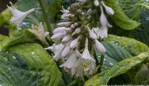 Hosta sieboldiana 'Frances Williams'