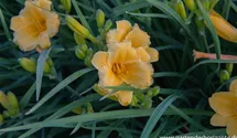 Hemerocallis x cult.'Man of Fire'