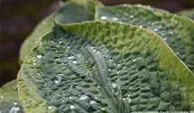 Hosta sieboldiana 'Frances Williams'