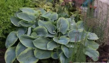 Hosta sieboldiana 'Frances Williams'