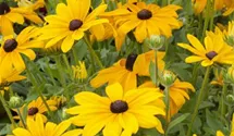 Rudbeckia hirta 'Meine Freunde'