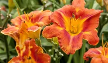 Hemerocallis x cult.'Man of Fire'