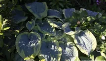 Hosta sieboldiana 'Frances Williams'