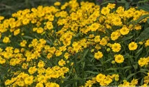 Helenium x cult.'Double Trouble' -R-