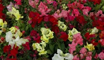 Antirrhinum majus, halbhohe