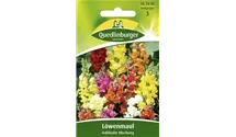 Antirrhinum majus, halbhohe