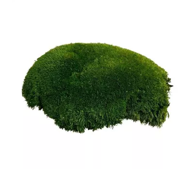 fleur ami PREMIUM BALLENMOOS