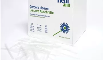 fleur ami GERBERA Abschnitte