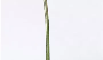 fleur ami GERBERA Abschnitte