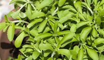 Stevia rebaudiana