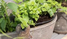 Stevia rebaudiana