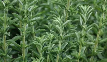 Stevia rebaudiana