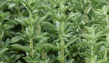 Stevia rebaudiana