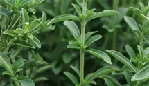 Stevia rebaudiana