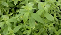 Stevia rebaudiana
