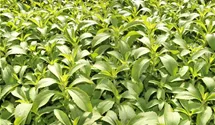 Stevia rebaudiana