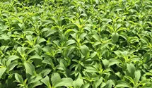 Stevia rebaudiana