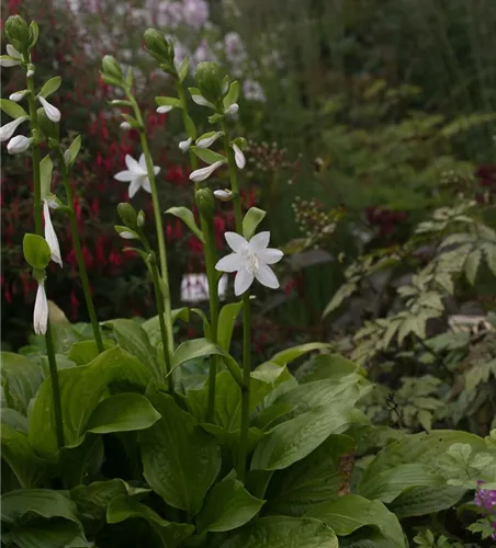 Duftende Garten-Lilien-Funkie 'Royal Standard'