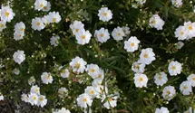 Helianthemum x cult.'Eisbär'