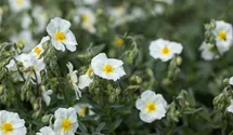 Helianthemum x cult.'Eisbär'