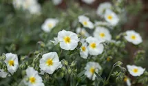 Helianthemum x cult.'Eisbär'