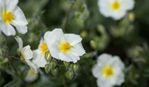 Helianthemum x cult.'Eisbär'