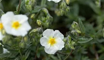 Helianthemum x cult.'Eisbär'