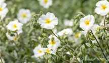 Helianthemum x cult.'Eisbär'