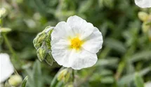 Helianthemum x cult.'Eisbär'