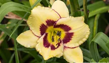 Hemerocallis x cult.'El Desperado'