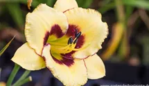 Hemerocallis x cult.'El Desperado'