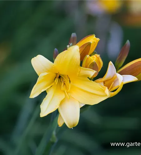 Middendorffs Taglilie