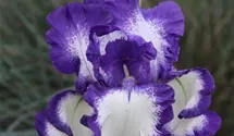 Iris x germanica 'Stepping Out'