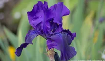 Iris x germanica 'Superstition'
