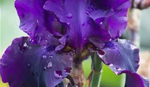 Iris x germanica 'Superstition'