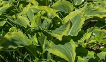 Hosta 'Atlantis'