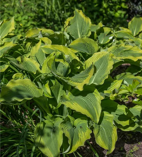 Garten-Funkie 'Atlantis'