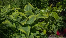 Hosta 'Atlantis'