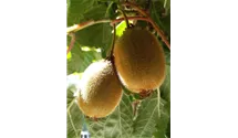 Actinidia chinensis 'Hayward'