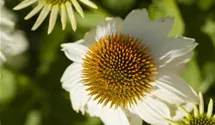 Echinacea purpurea 'PowWow® White'
