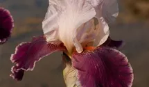Iris x germanica 'Changing Times'