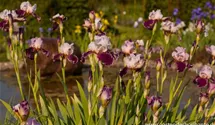 Iris x germanica 'Changing Times'