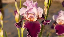 Iris x germanica 'Changing Times'